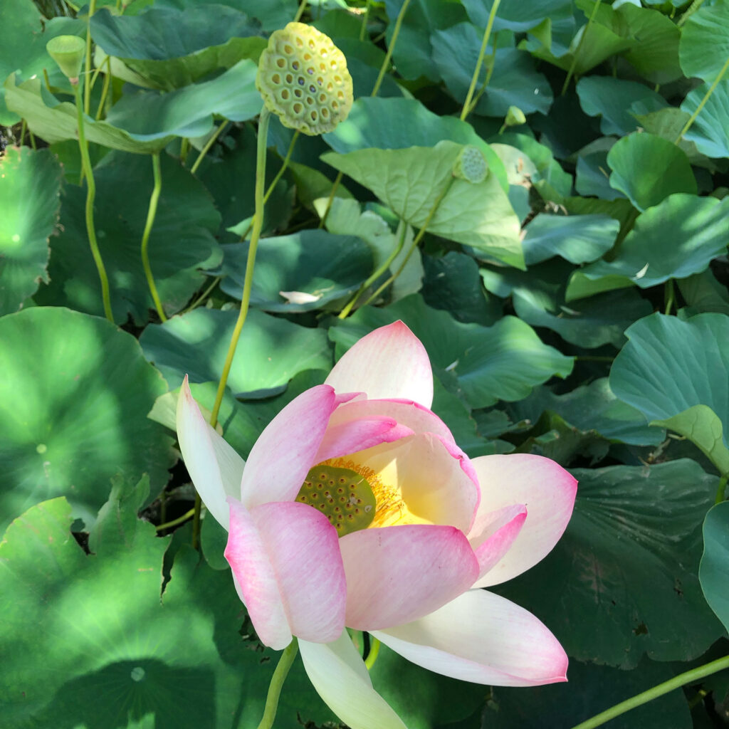 weiß-rosa Blume